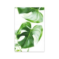 Philodendron