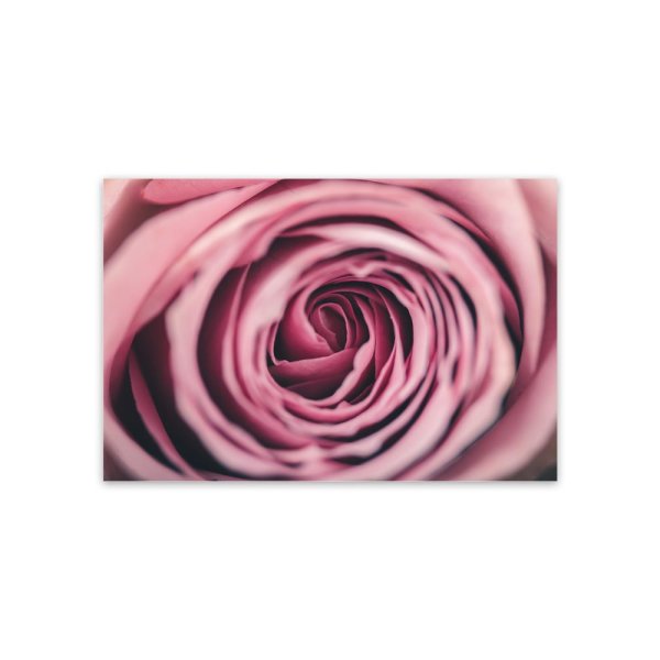 Rose Rosa 2