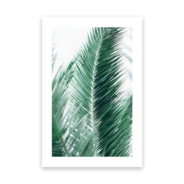 Palmenblätter 4
