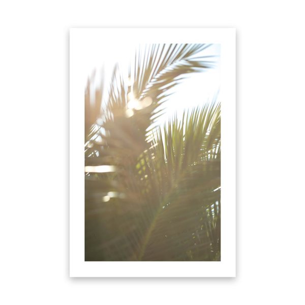 Palmenblätter Sonnenstrahlen